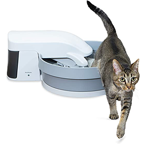 Cat Litter and Housebreaking